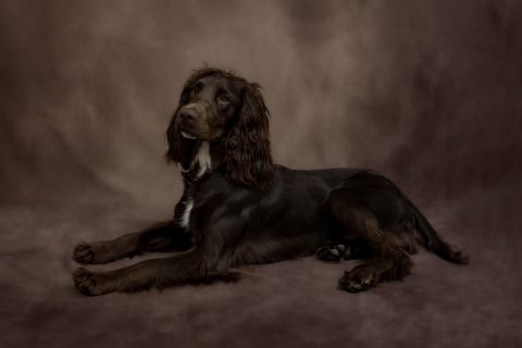 Dog studio photographer Hadston, Northumberland